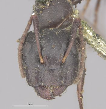 Media type: image;   Entomology 29539 Aspect: head frontal view